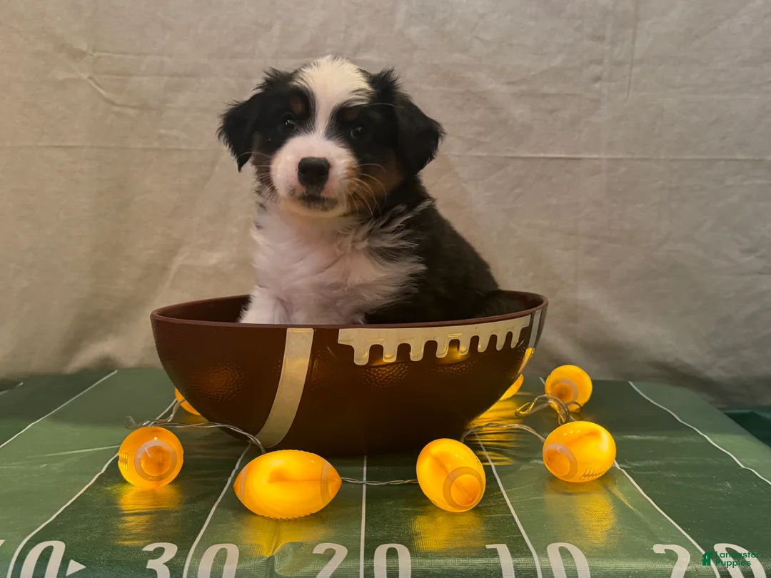 Miniature Australian Shepherd dogs for sale: Miniature Australian Shepherd 1 - Ad 2