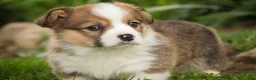 Welsh Corgi Pembroke dogs for sale: Buzz - Ad 4