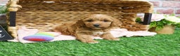 Mini Goldendoodle dogs for sale: Macaroni  - Ad 3