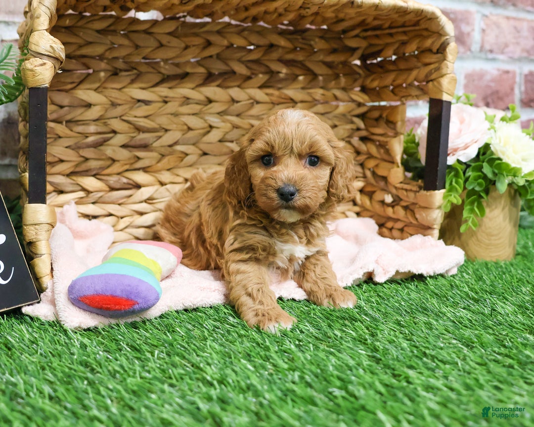 Mini Goldendoodle dogs for sale: Macaroni  - Ad 3