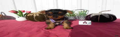 Yorkshire Terrier 6 Georgia