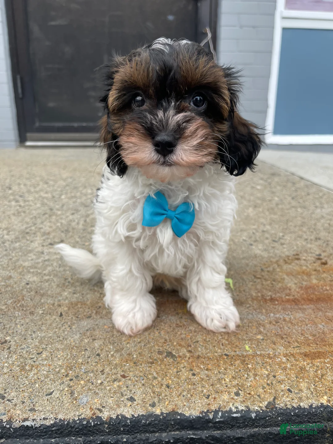 Cavapoo dogs for sale: Cavapoo Puppy 1 - Ad 2