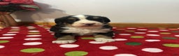 Bernese Mountain Dog dogs for sale: Holly - Ad 1