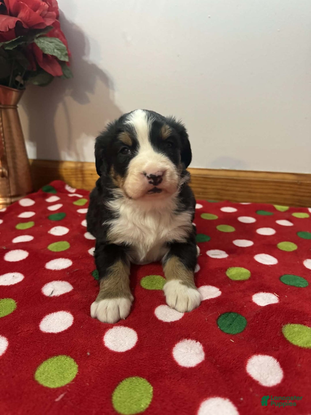 Bernese Mountain Dog dogs for sale: Holly - Ad 1