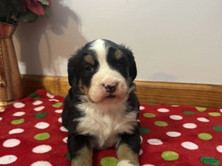 Bernese Mountain Dog dogs Holly - Ad 3