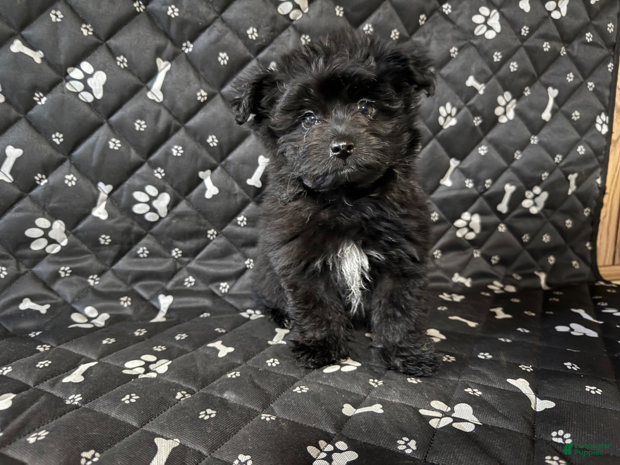 Shorkie dogs Shorkie 2 - Ad 29