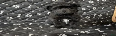 Shorkie 2