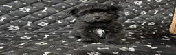 Shorkie dogs for sale: Shorkie 2 - Ad 1