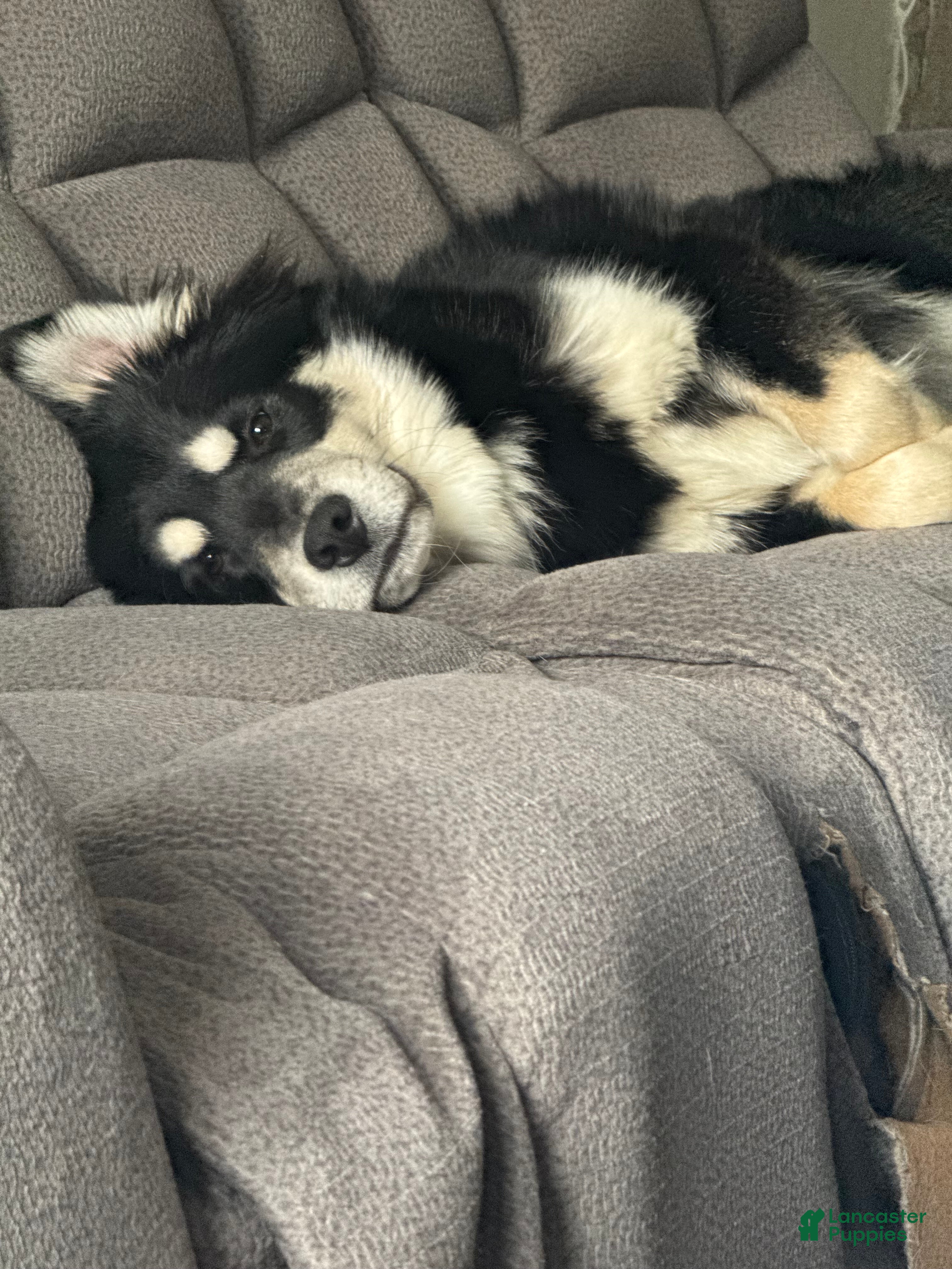 Mixed Breed dogs Midnight - Ad 1