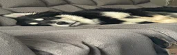 Mixed Breed dogs for sale: Midnight - Ad 1