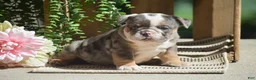 English Bulldog dogs for sale: Macey - Ad 2