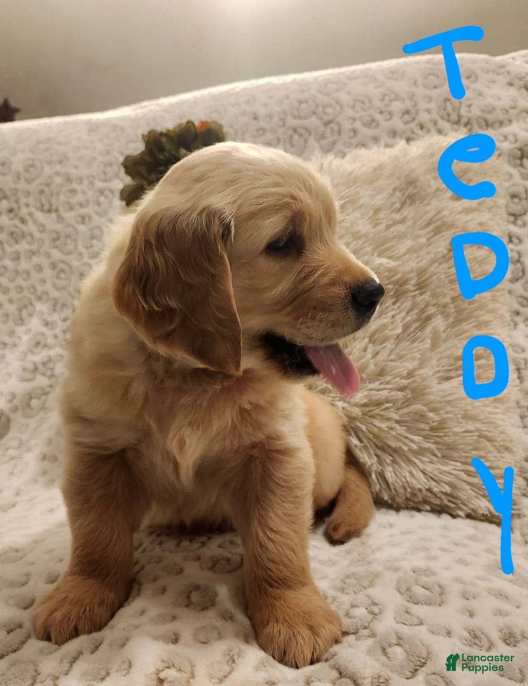 Golden Retriever dogs for sale: Golden Retriever Puppy Teddy - Ad 2