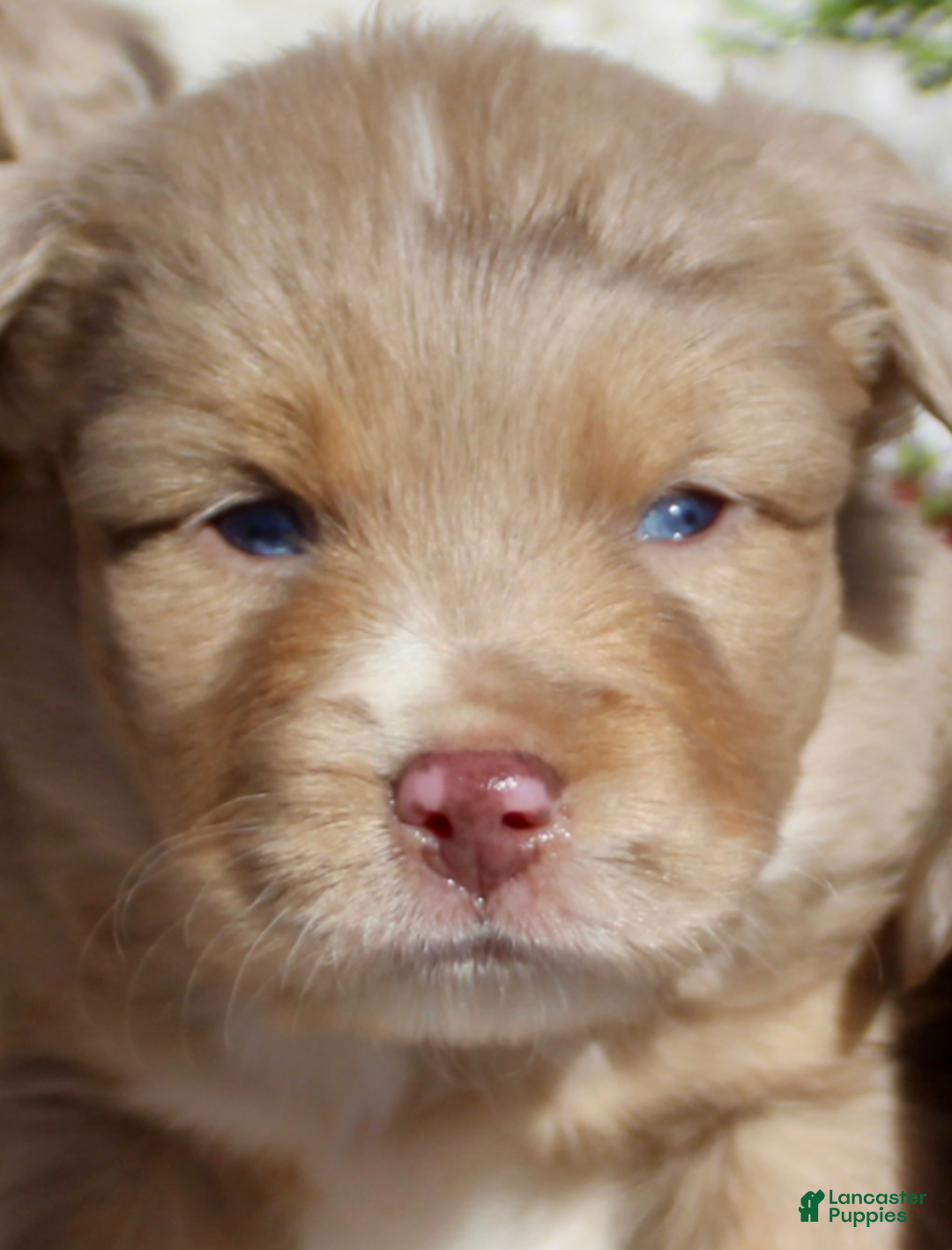 Miniature Australian Shepherd dogs for sale: Miniature Australian Shepherd Puppy 3 - Ad 1