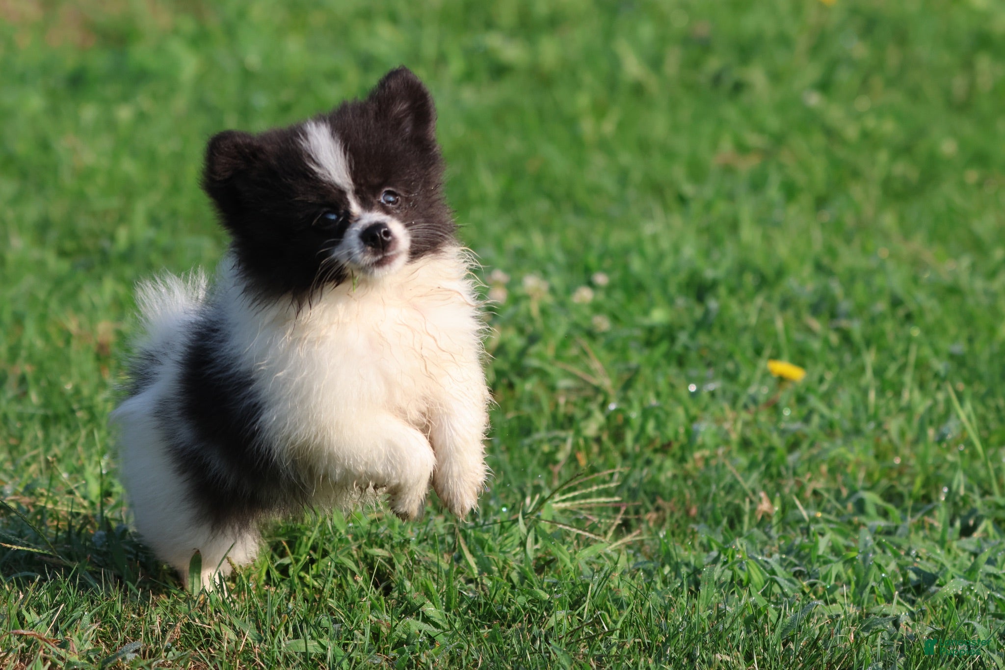 Pomeranian dogs Feather - Ad 2