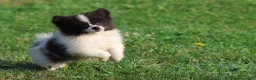 Pomeranian dogs for sale: Feather - Ad 2
