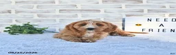 Cavapoo dogs for sale: Cali  - Ad 4