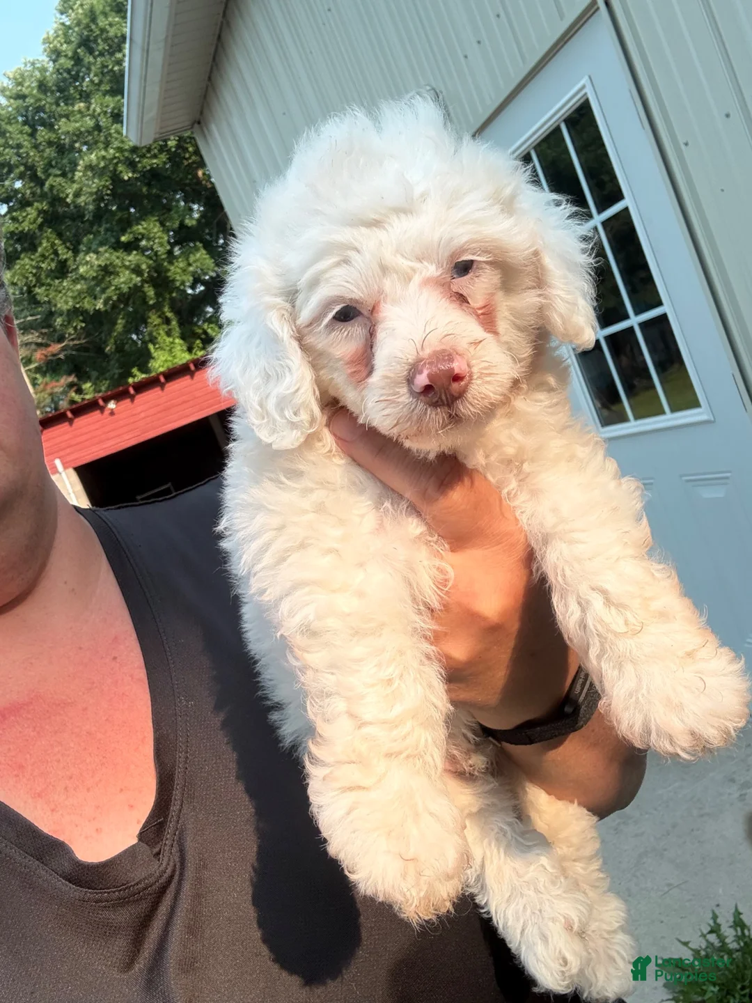 Miniature Poodle dogs for sale: Miniature Poodle 1, special needs - Ad 5