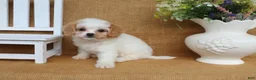 Cavapoo dogs for sale: Victoria- red and white Cavapoo - Ad 2