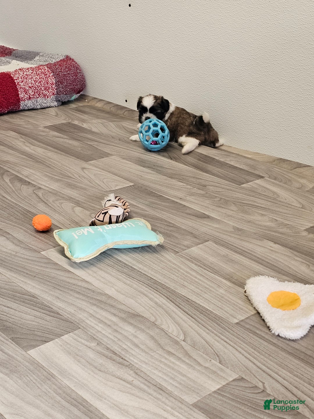 Shih Tzu dogs for sale: Gordon Ckc - Ad 15