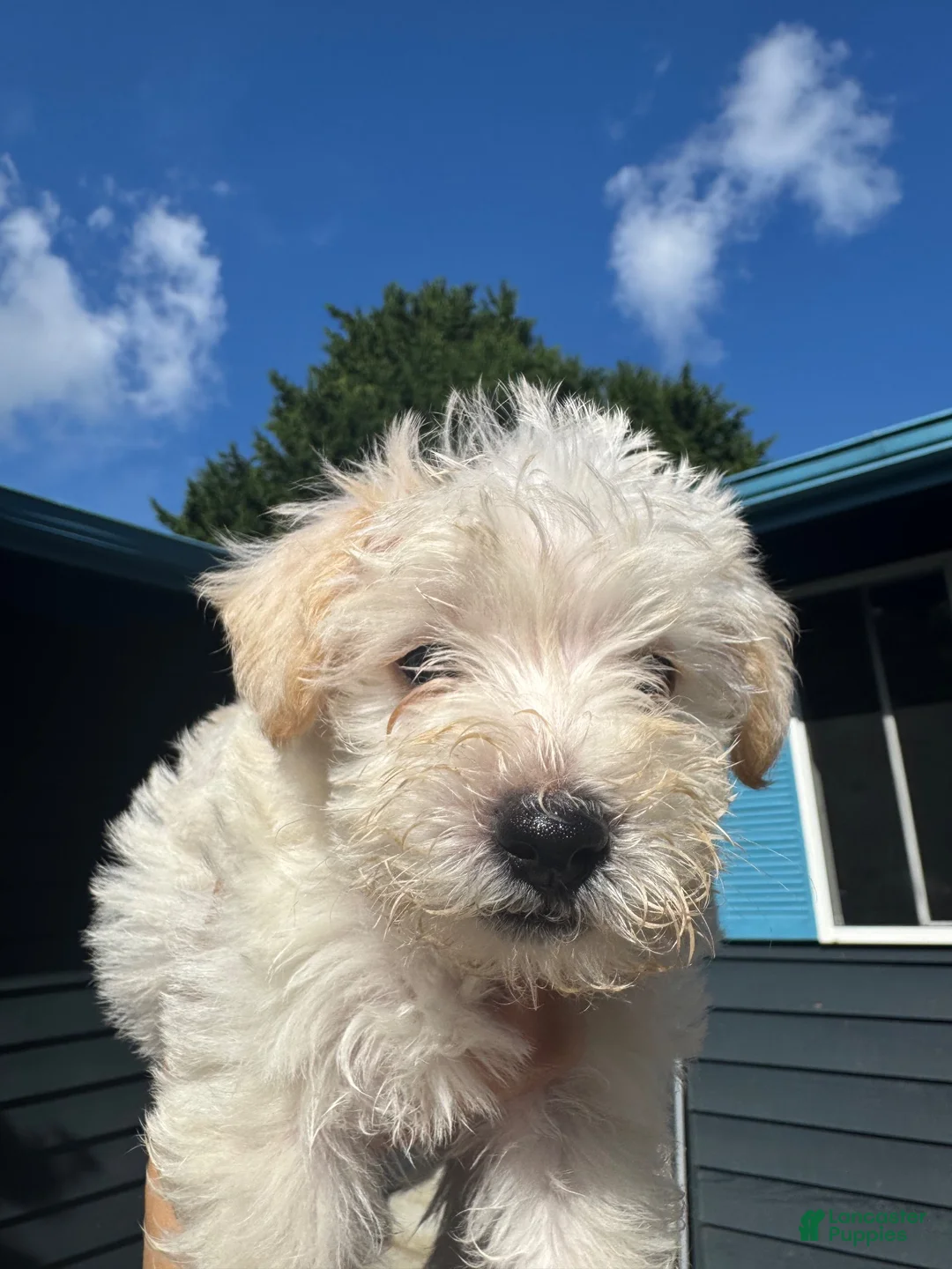 Schnoodle dogs for sale: Schnoodle 4 - Ad 1