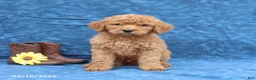 Goldendoodle dogs for sale: Jade - Ad 1