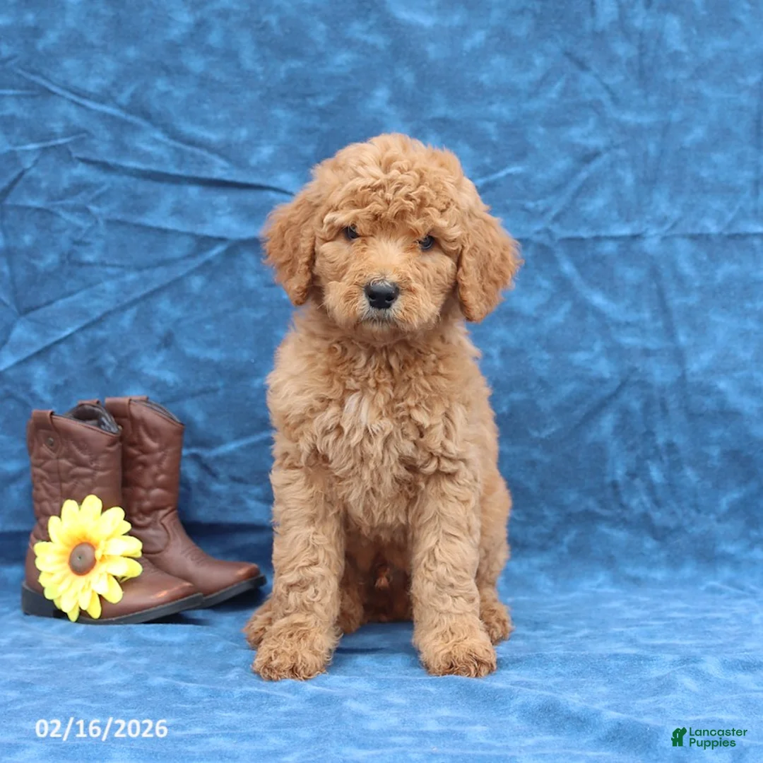 Goldendoodle dogs for sale: Jade - Ad 1