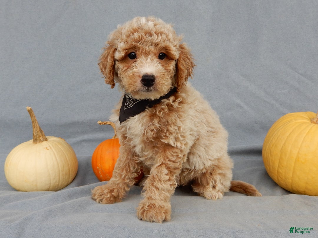 Mini Goldendoodle dogs for sale: Ollie - Ad 1