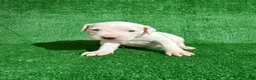 Dogo Argentino dogs for sale: Orange female - Ad 3