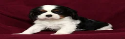Cavalier King Charles Spaniel dogs for sale: Ranger - Ad 8