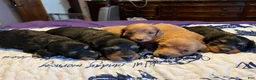 Miniature Dachshund dogs for sale: Russian red Triscuit larger - Ad 42