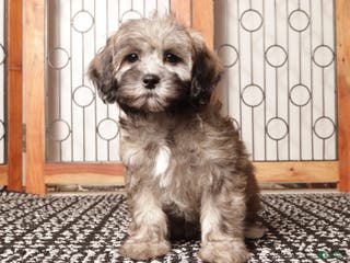 Shihpoo dogs Lavender Tan Female Shihpoo - Ad 30