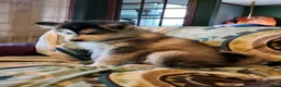 Alaskan Malamute dogs for sale: Alaskan Malamute Puppy 4 - Ad 6