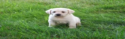 Labrador Retriever dogs for sale: Rodney - Ad 4