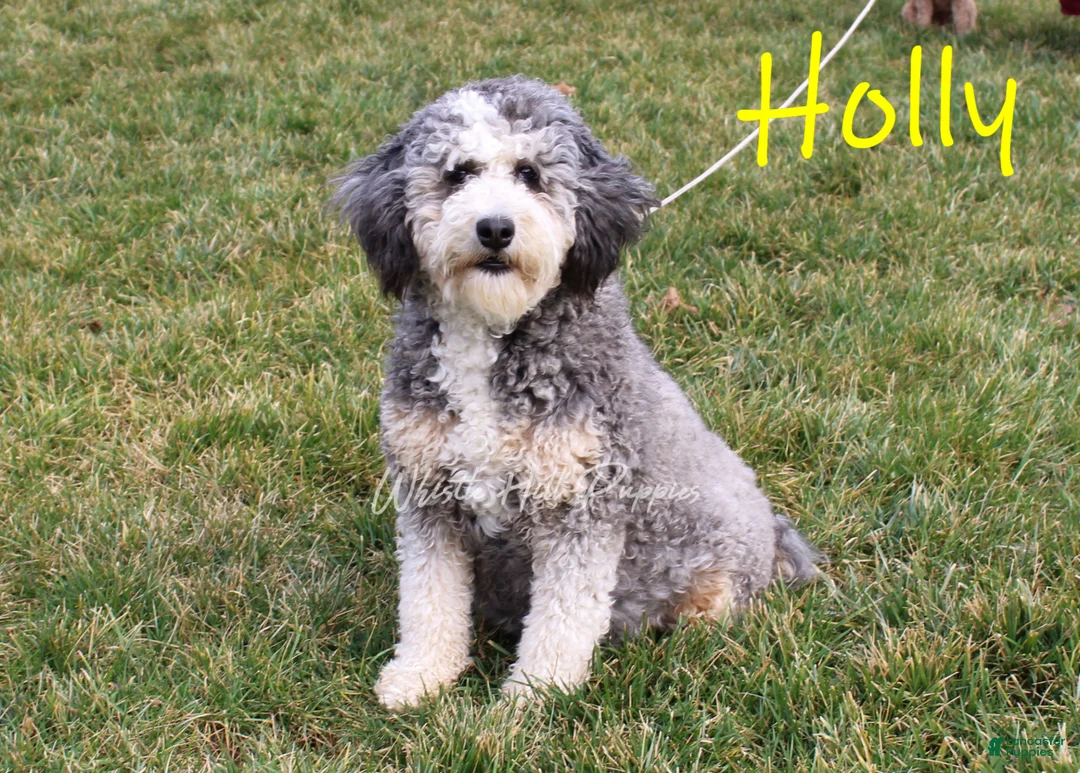 Mini Bernedoodle dogs for sale: Hank - Ad 5