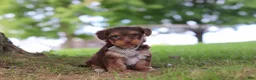 Yorkiepoo dogs for sale: Nougat - Ad 3