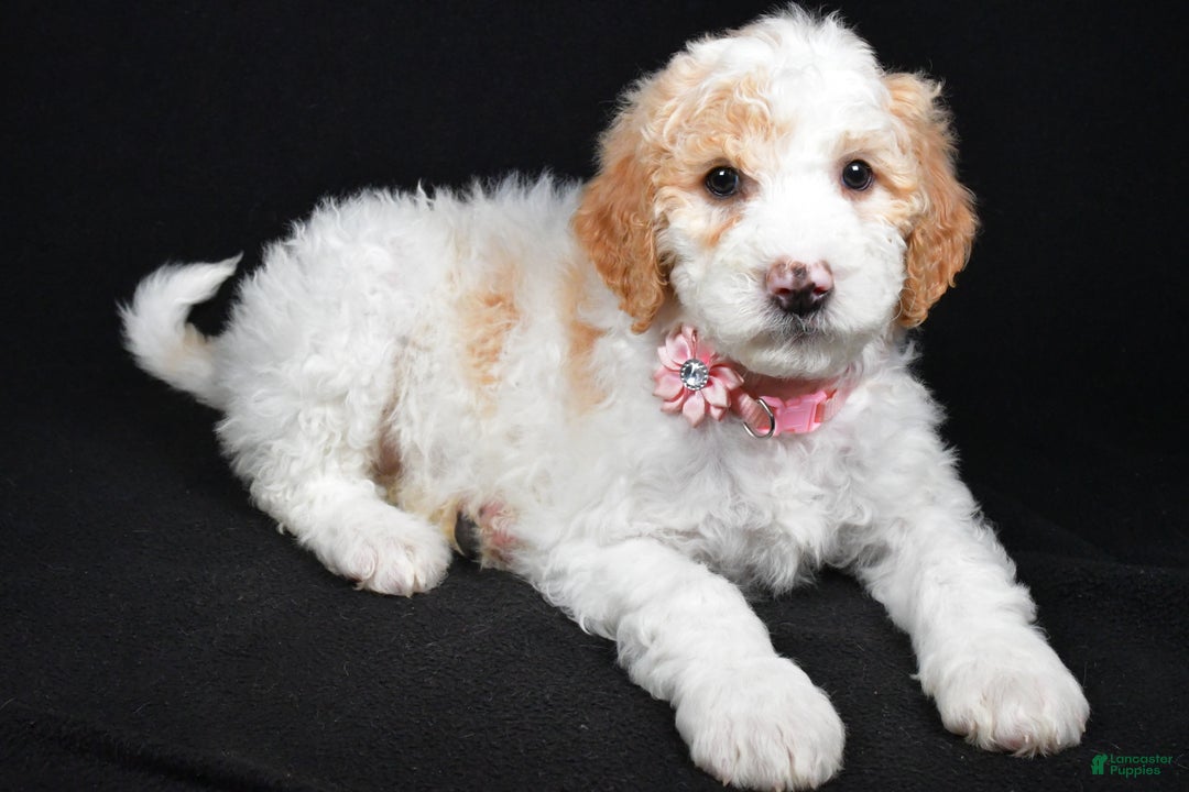Sheepadoodle dogs for sale: Maddie - Ad 1