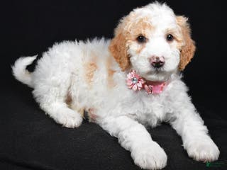 Sheepadoodle dogs Maddie - Ad 29