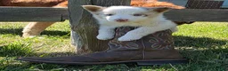 Border Collie dogs for sale: Finn - Ad 3