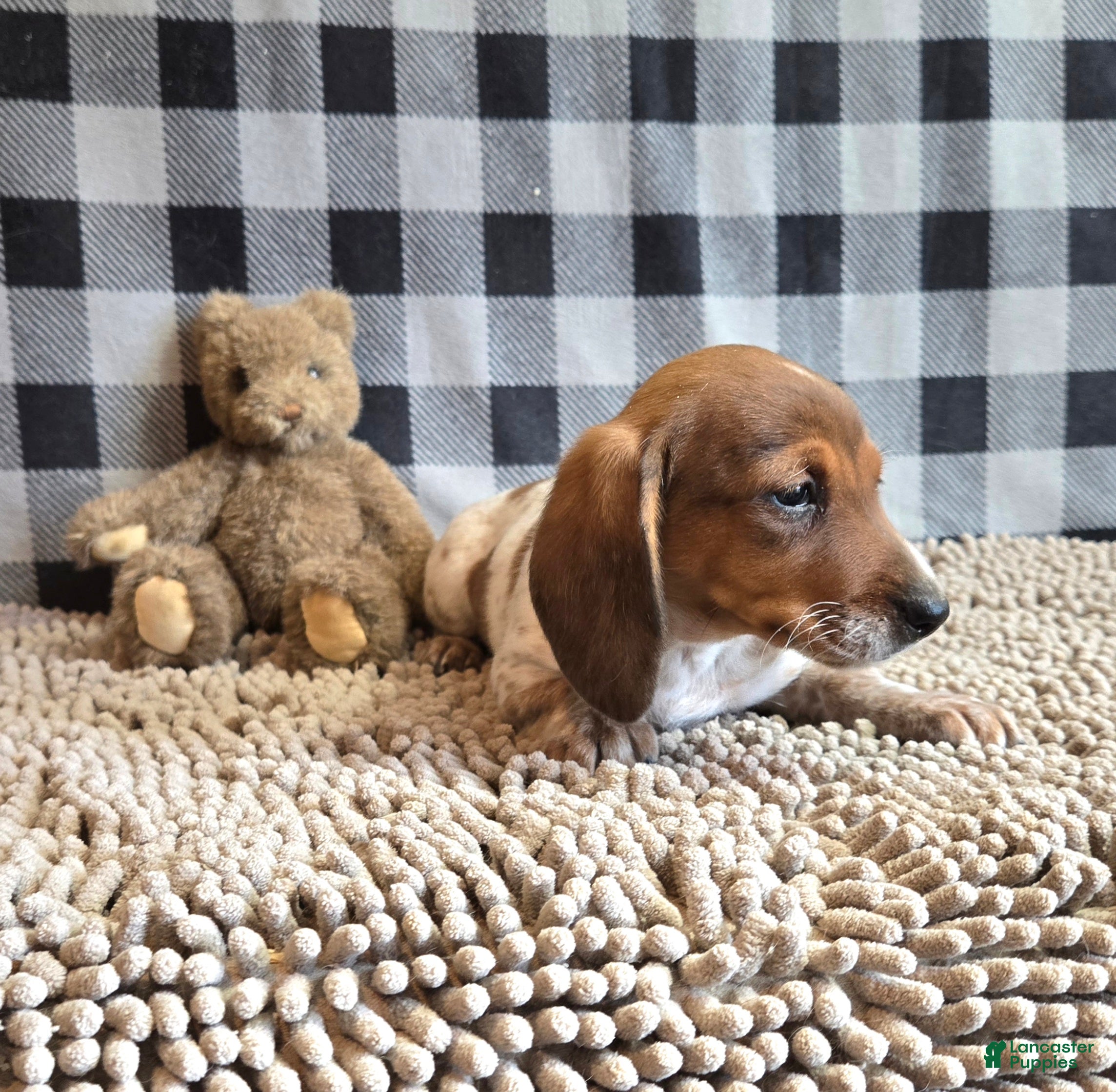 Miniature Dachshund dogs for sale: Kenny - Ad 2