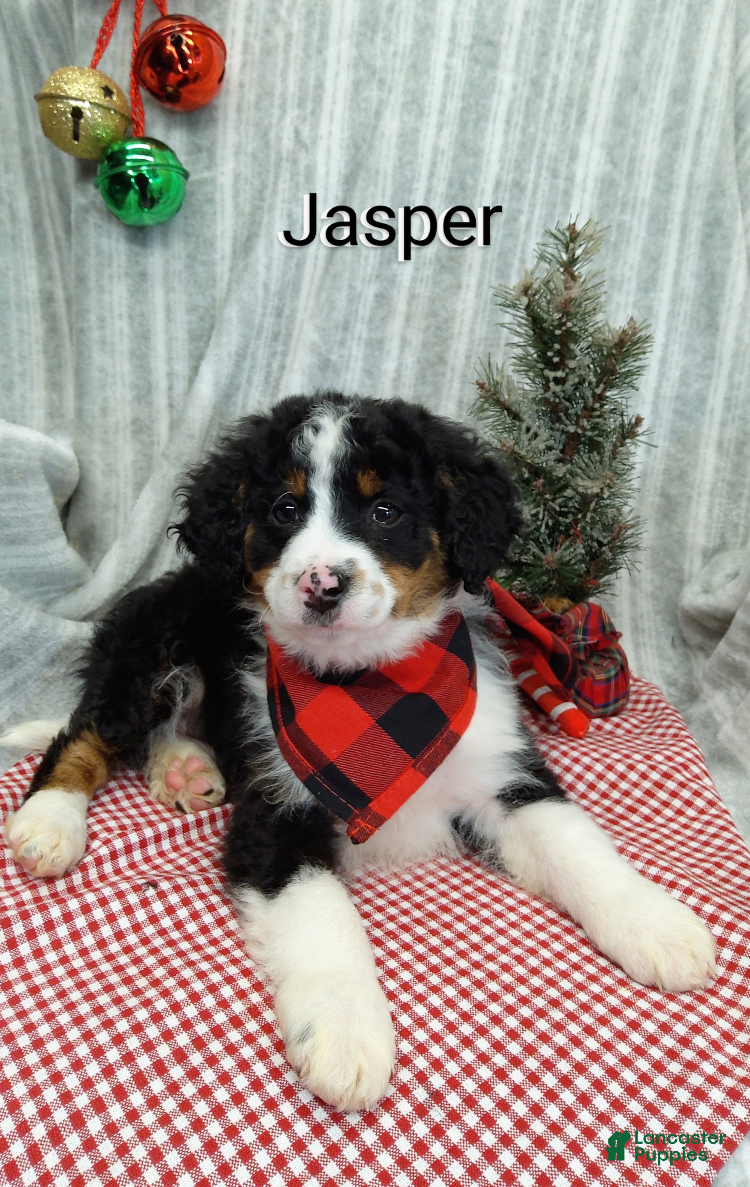 Mini Bernedoodle dogs  Jasper  - Ad 30