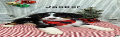  Jasper 