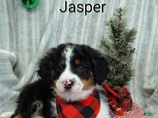Mini Bernedoodle dogs Jasper - Ad 35