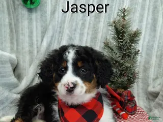 Mini Bernedoodle dogs Jasper - Ad 39