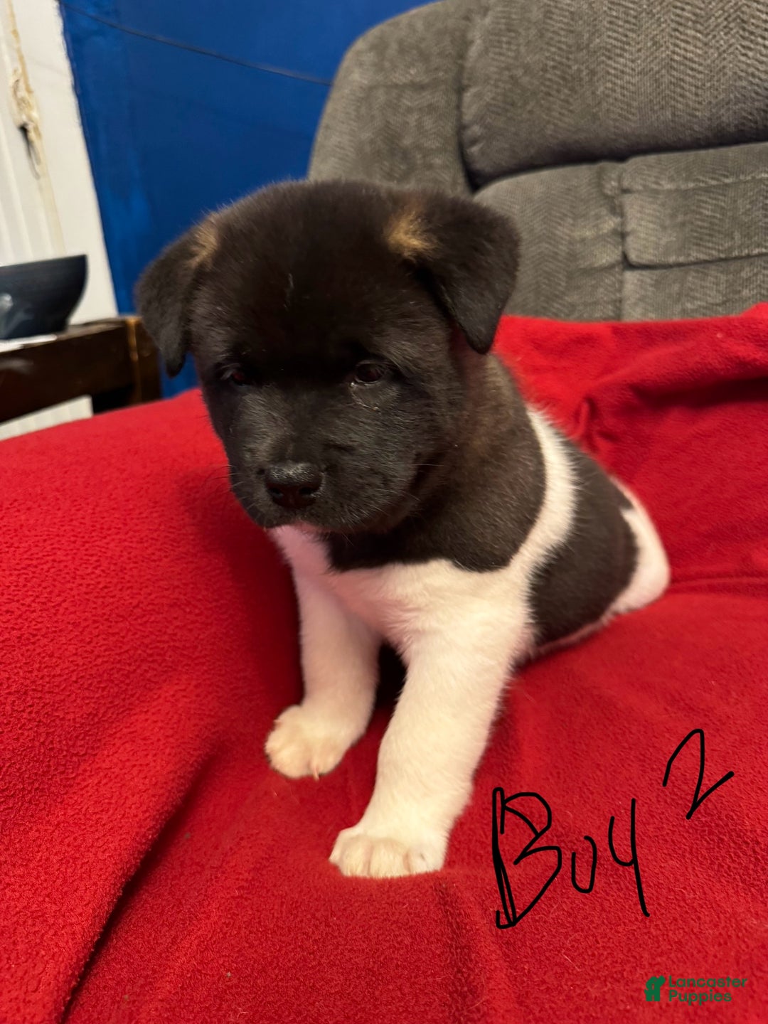 Akita dogs for sale: Akita Puppy 2 - Ad 1