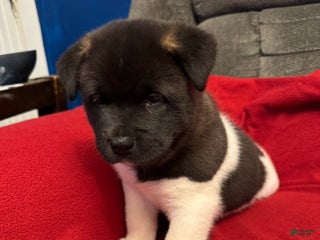 Akita dogs Akita Puppy 2 - Ad 22