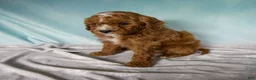 Cavapoo dogs for sale: Tucker - Ad 5