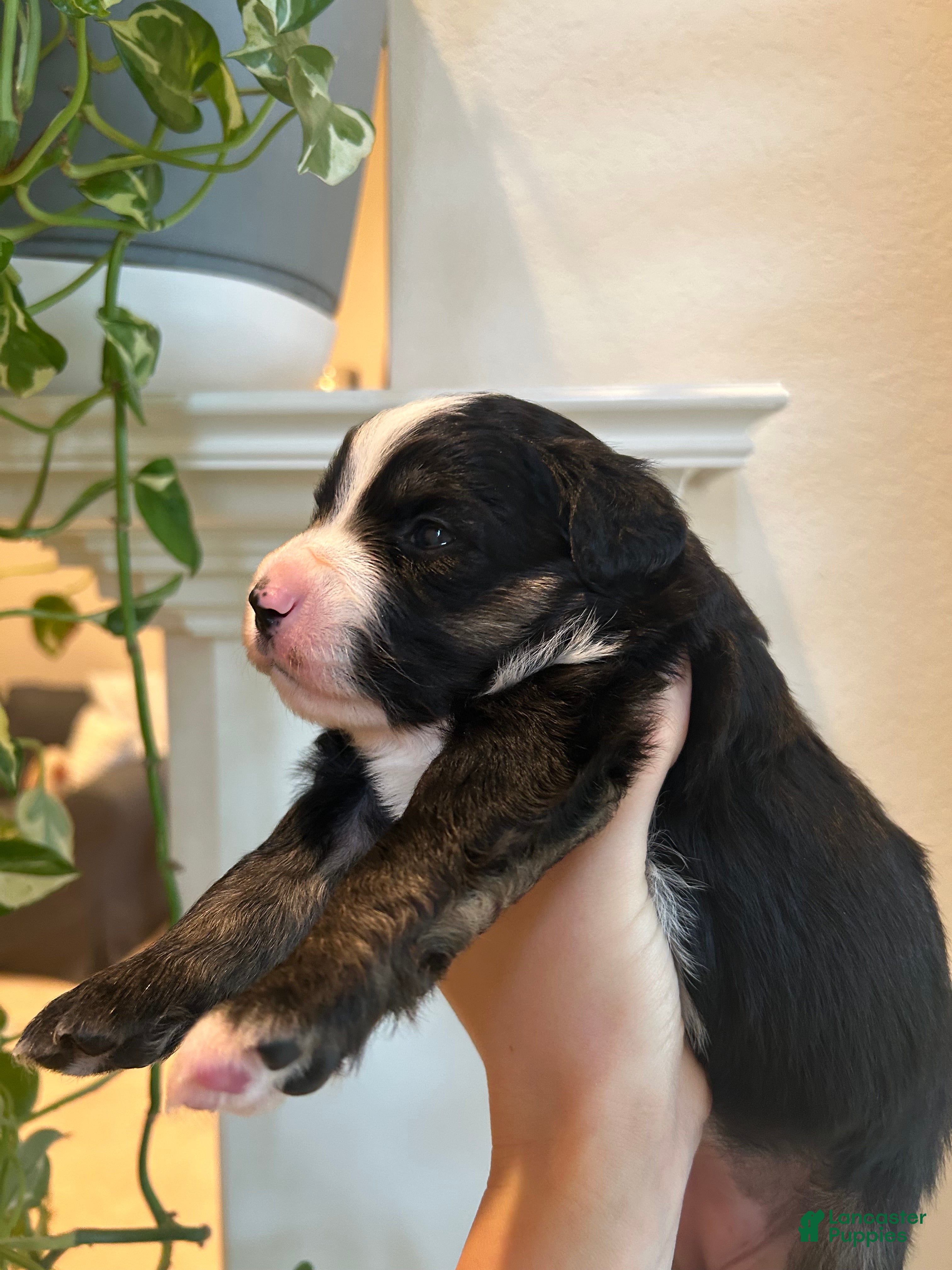 Miniature Australian Shepherd dogs for sale: Rue - Ad 7