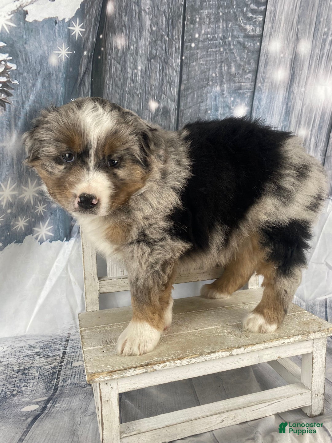Australian Shepherd dogs for sale: Valor - Ad 5
