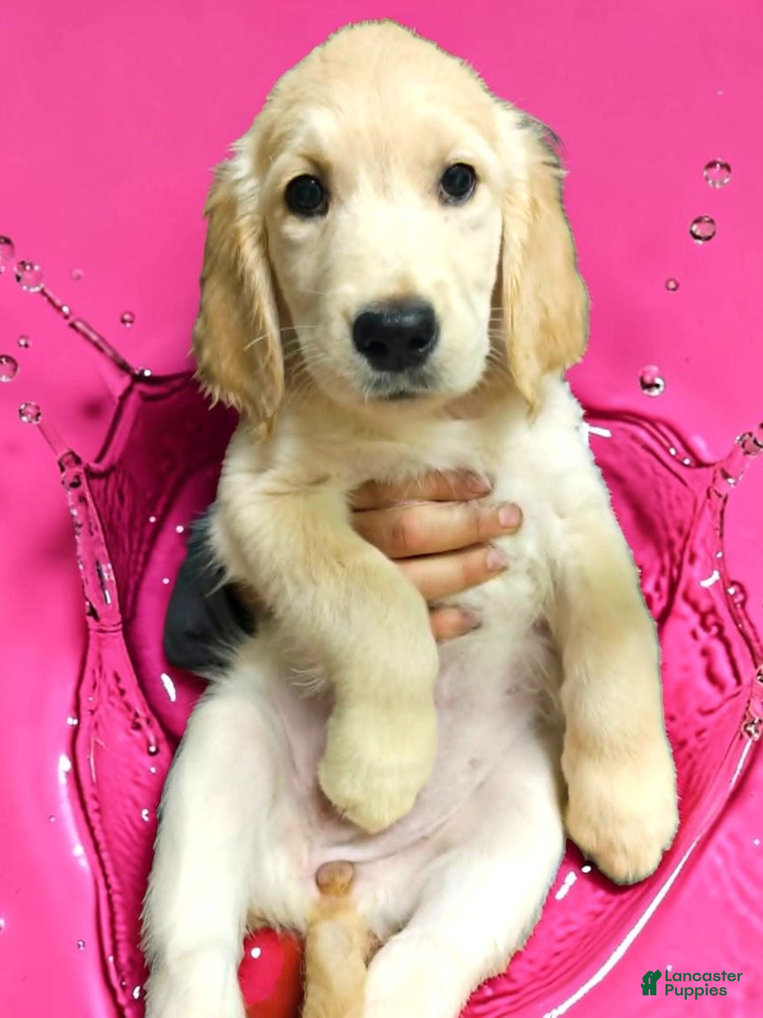 Golden Retriever dogs Golden Retriever 3 - Ad 2