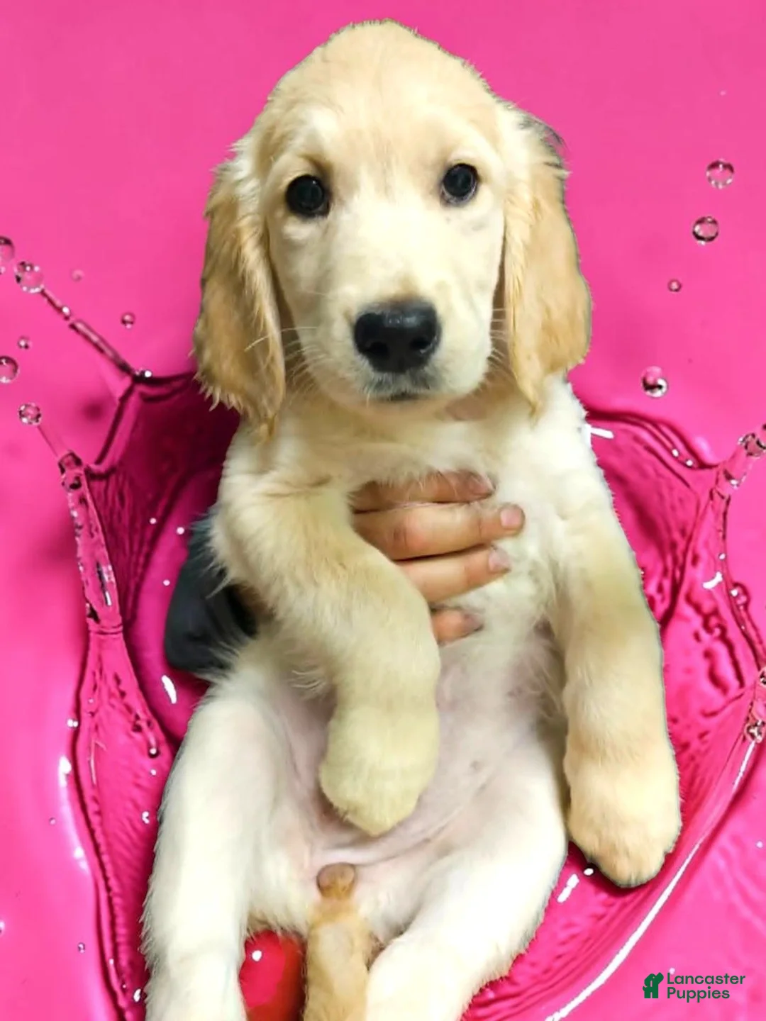 Golden Retriever dogs for sale: Golden Retriever 3 - Ad 2